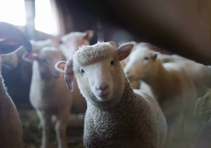 Symbolfoto zu einem Beitrag von 5min.at: Schafe in einem Stall