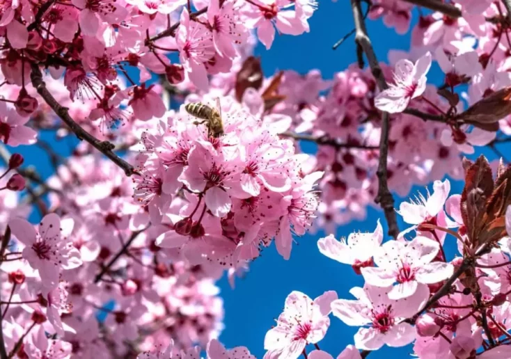 Symbolfoto von 5min.at: Nahaufnahme von kräftig pinken Kirschblüten.