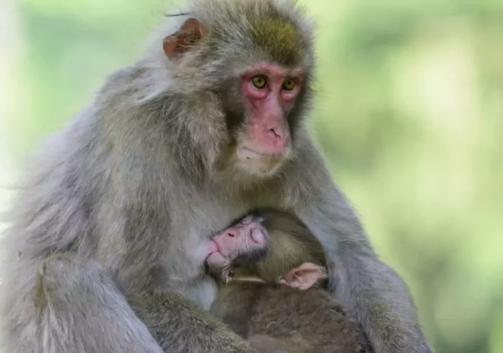 Symbolfoto von 5min.at: Affenmutter mit Affenkind