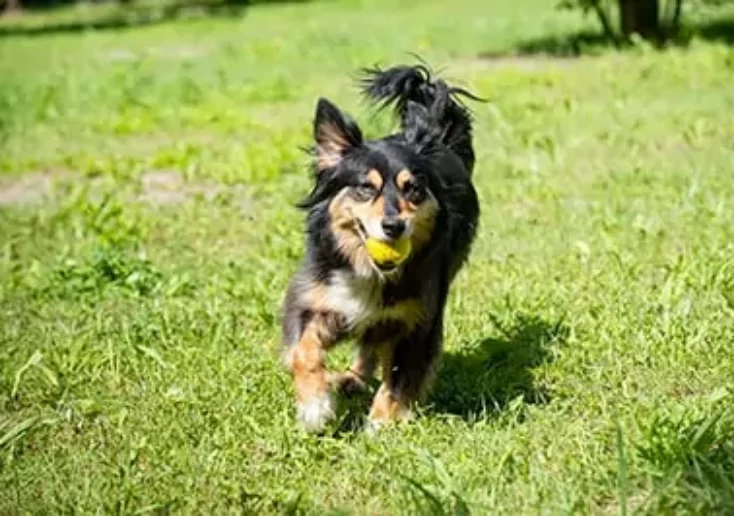 Symbolfoto von 5min.at: Ein Hund spielt auf einer Wiese mit einem Ball.