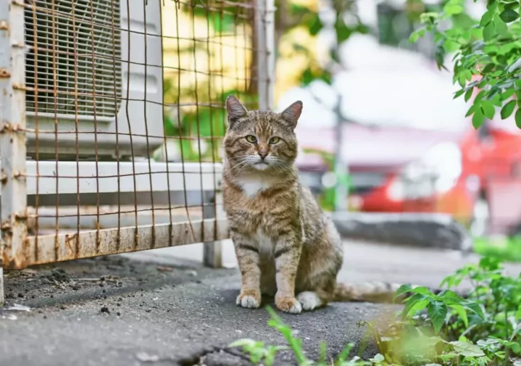 Symbolfoto von 5min.at: Eine hellbraun-getigerte Katze sitzt auf der Straße neben einem Käfig.