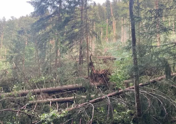 Symbolfoto zu einem Beitrag von 5min.at: Umgestürzte Bäume nach einem Unwetter