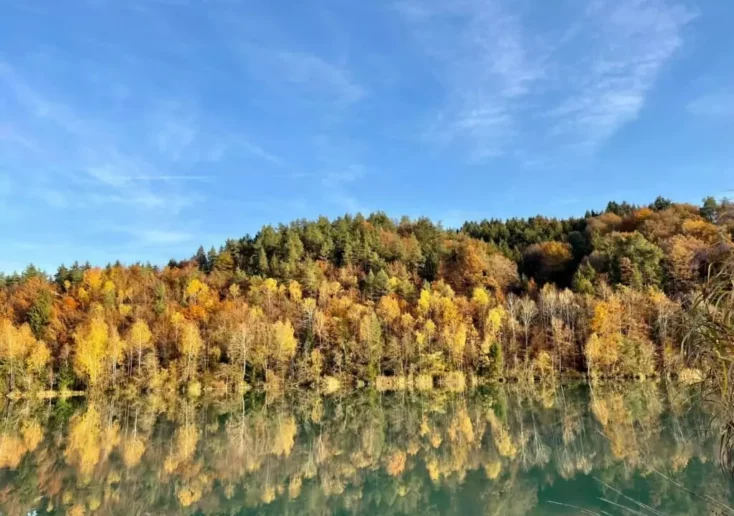 Symbolfoto zu einem Beitrag von 5min.at: Kärntner Wald im Herbst