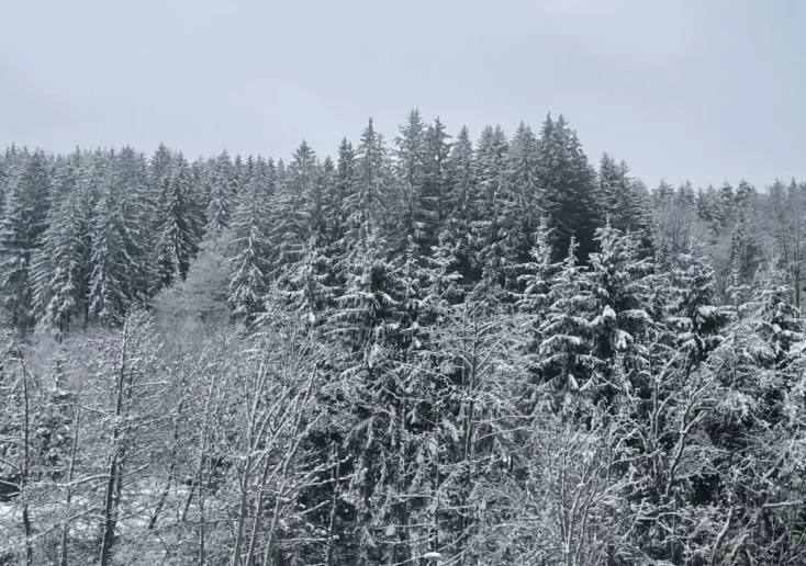 Symbolfoto zu einem Beitrag von 5min.at: schneebedeckter Wald