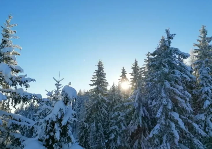 Symbolfoto zu einem Beitrag von 5min.at: ein Wald im Winter bei sonnigem Wetter