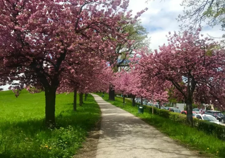 Symbolfoto zu einem Beitrag von 5min.at: Kirschblütenbäume im Grazer Park