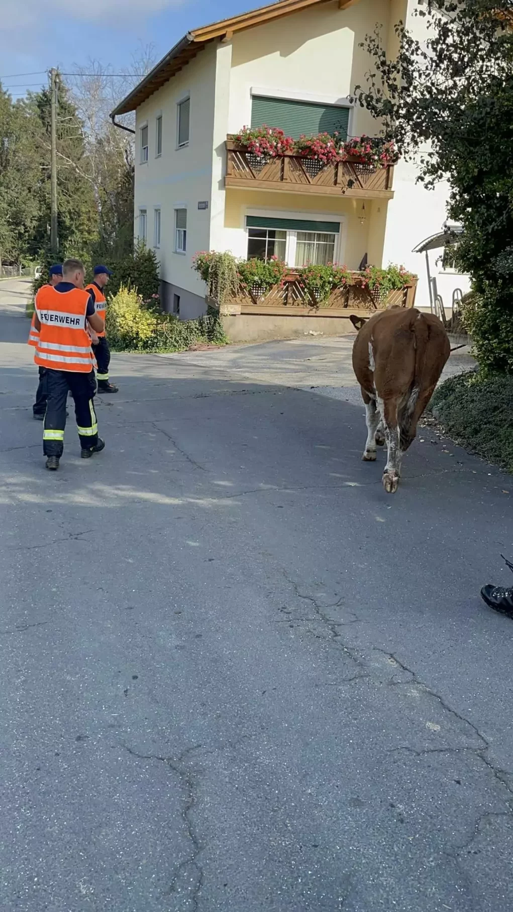 Tierischer Einsatz: Kuh­herde in Klagenfurt aus­gebüxt
