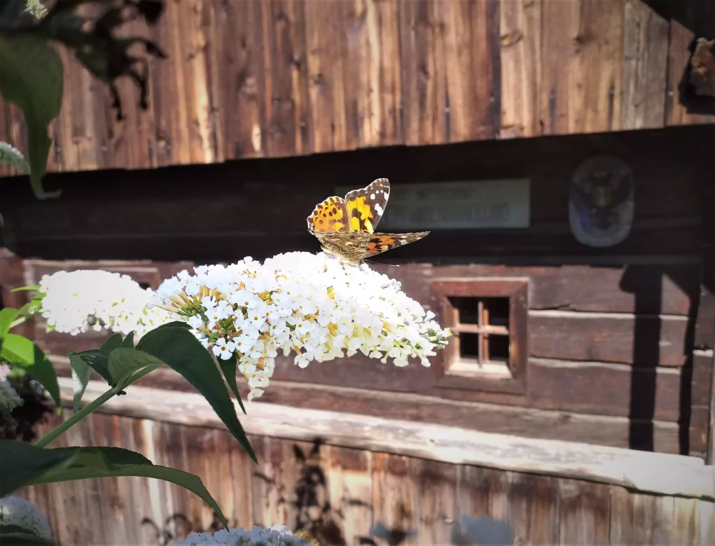 Ein Foto auf 5min.at zeigt einen Schmetterling auf einem Fliederstrauch im Freilichtmuseum Maria Saal.