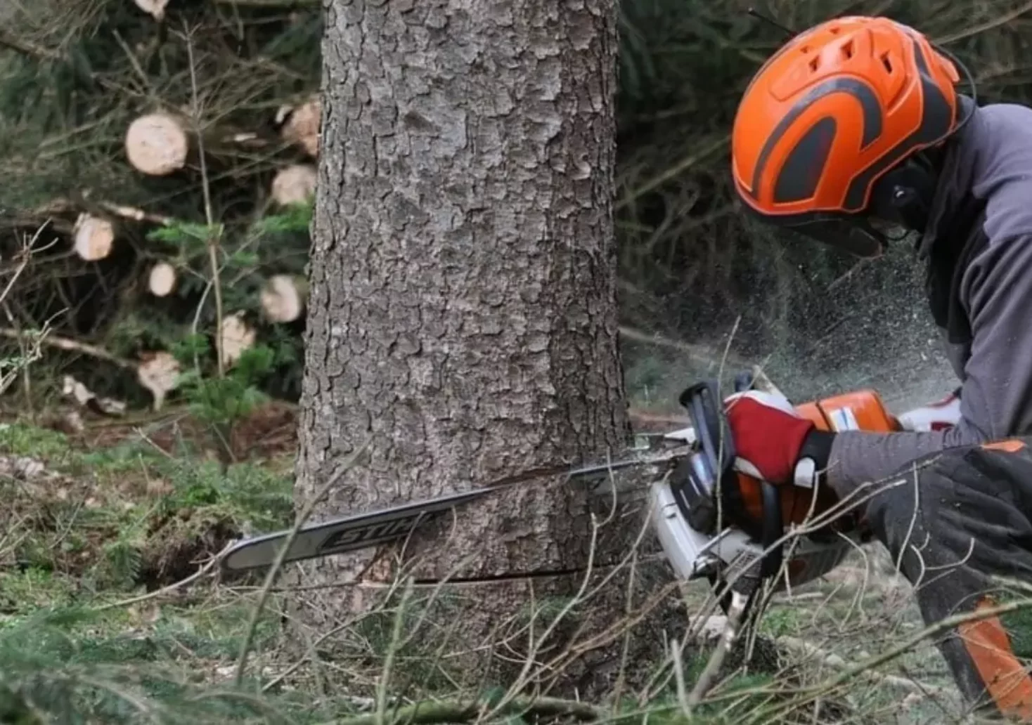 Ein Bild auf 5min.at zeigt einen Forstarbeiter, der mit einer Motorsäge einen Baum umsägt.
