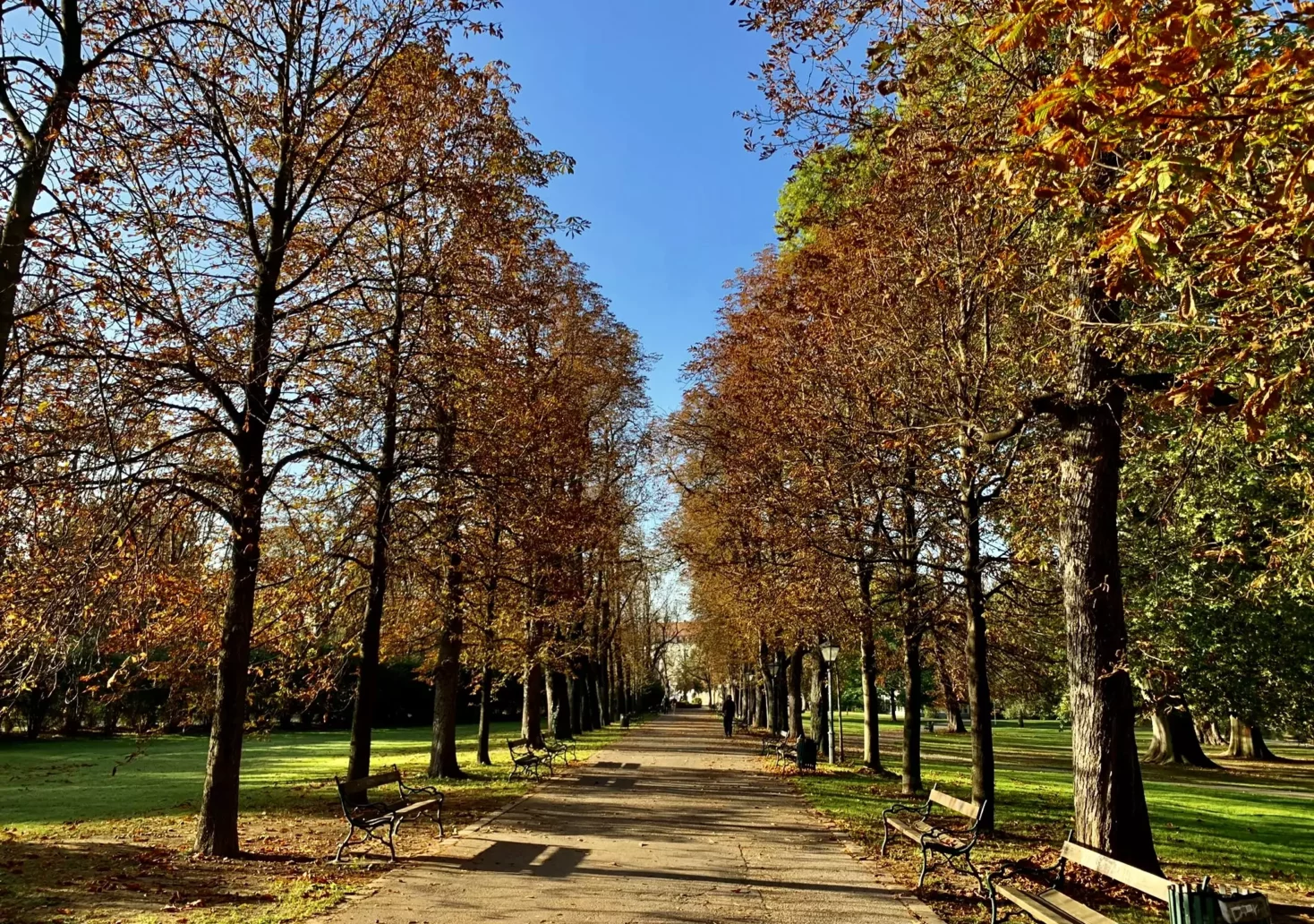 Bild auf 5min.at zeigt die Herbstpracht im Grazer Stadtpark. Zu sehen ist eine Allee.