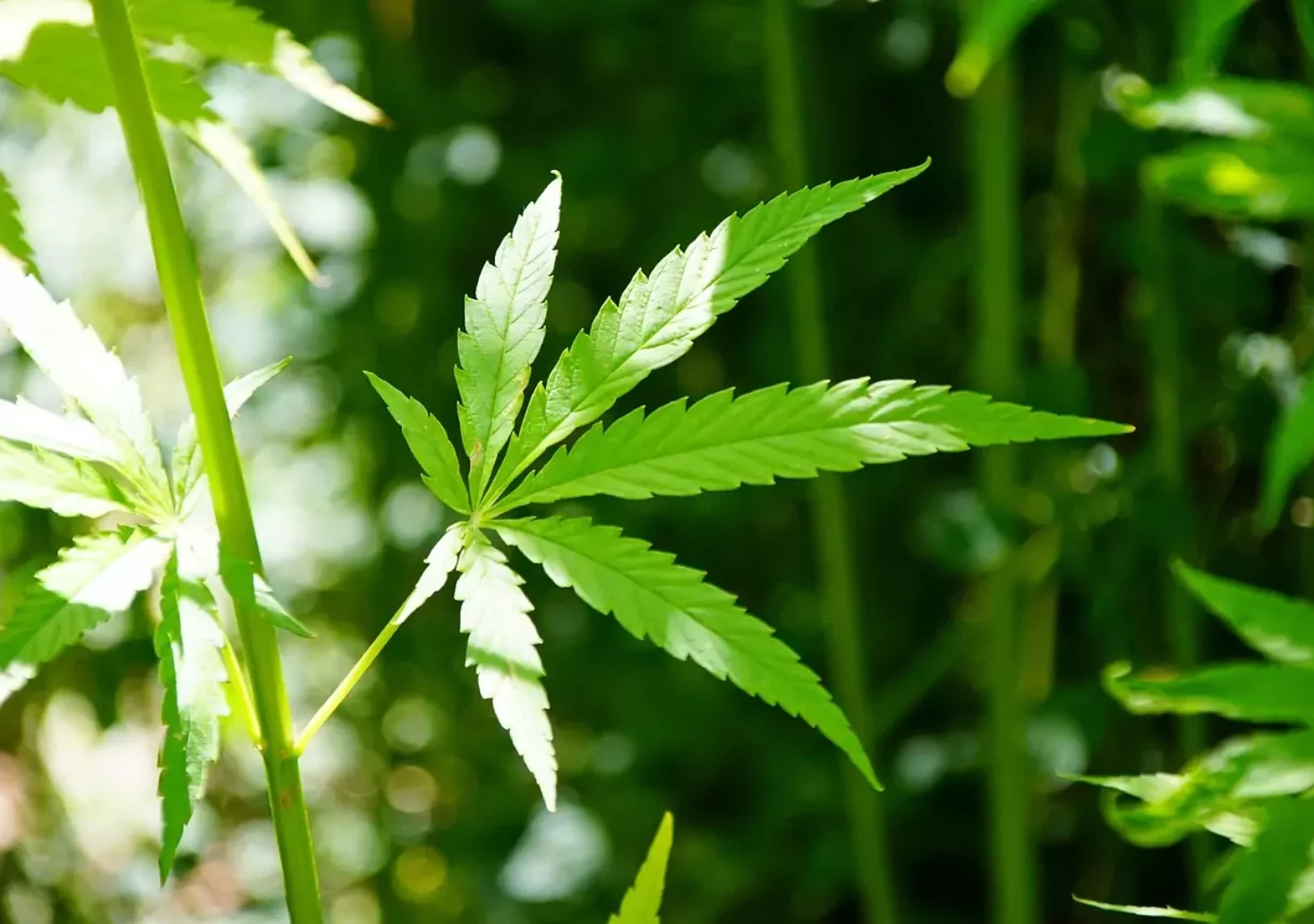 Symbolfoto auf 5min.at zeigt ein Cannabis-Blatt.