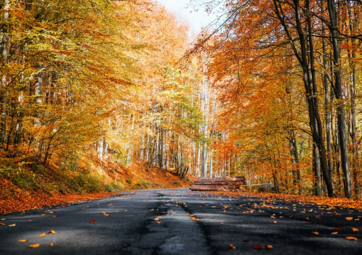 Ein Bild auf 5min.at zeigt eine Straße, die durch einen Herbstwald führt.