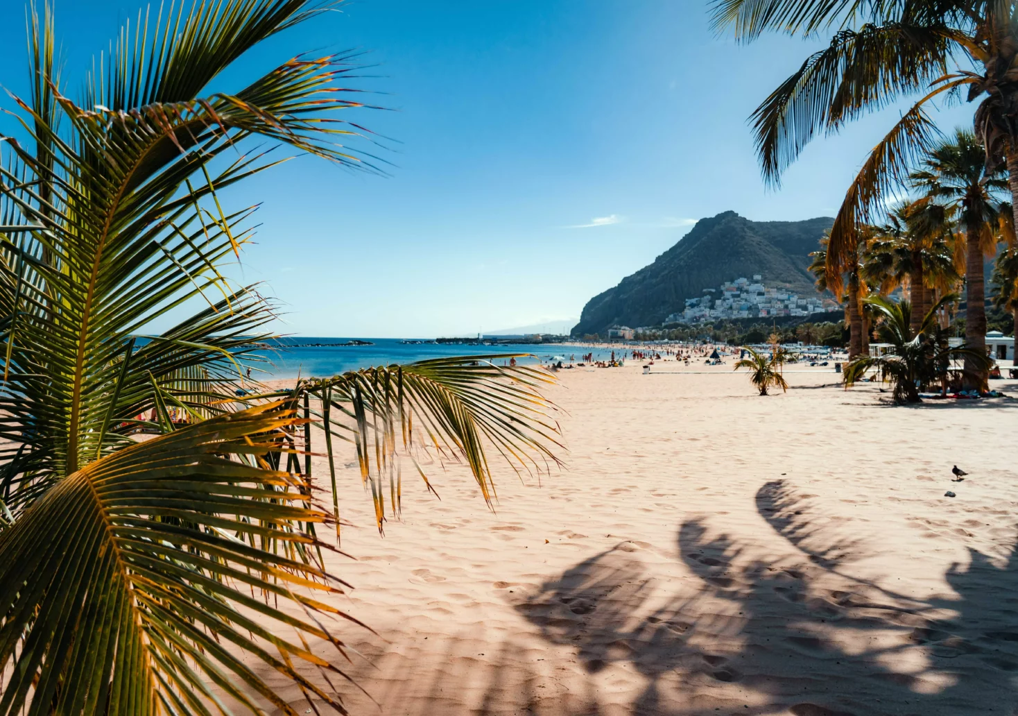Symbolbild auf 5min.at zeigt einen Strand und Palmen auf Teneriffa.