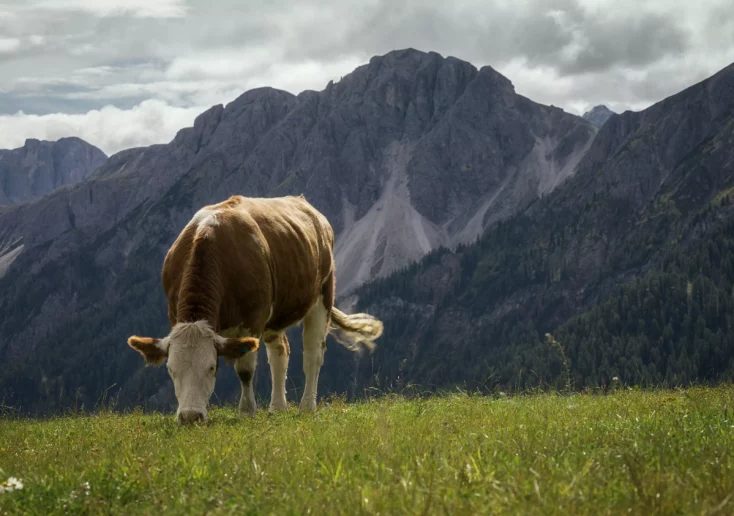 Ein Bild auf 5min.at zeigt eine Kuh, die auf einer Wiese grast.
