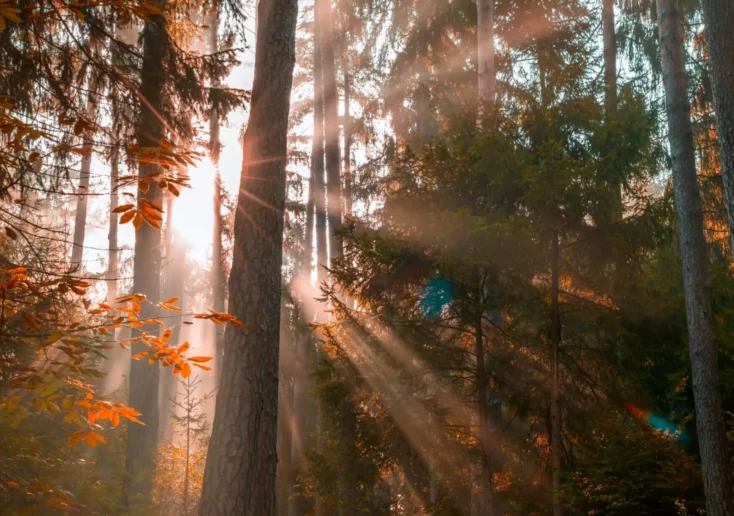 Ein Bild auf 5min.at zeigt Sonnenstrahlen, die durch einen herbstlichen Wald scheinen.
