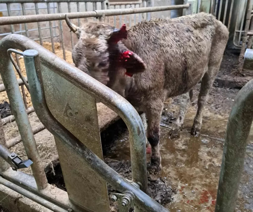 „Kälber sind am Verhungern“: Bio-Bauernhof von Tierschützern angezeigt