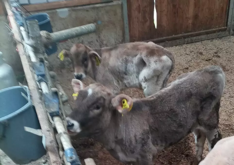 „Kälber sind am Verhungern“: Bio-Bauernhof von Tierschützern angezeigt