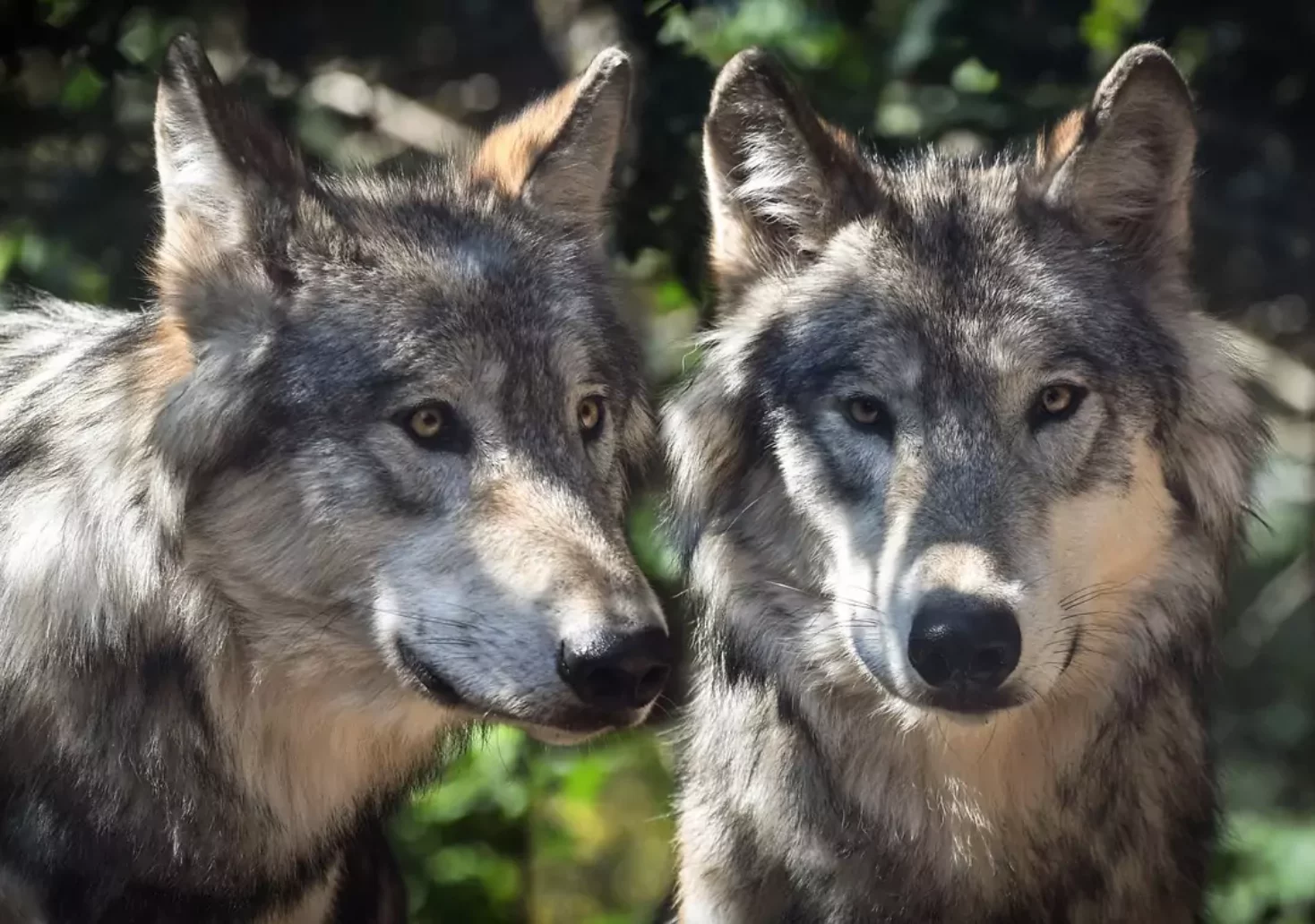 Das Bild auf 5min.at zeigt zwei Wölfe im Wald.