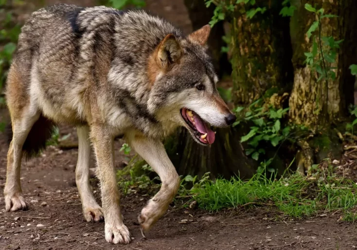 Foto auf 5min.at: Das Foto zeigt einen herumstreifenden Wolf.