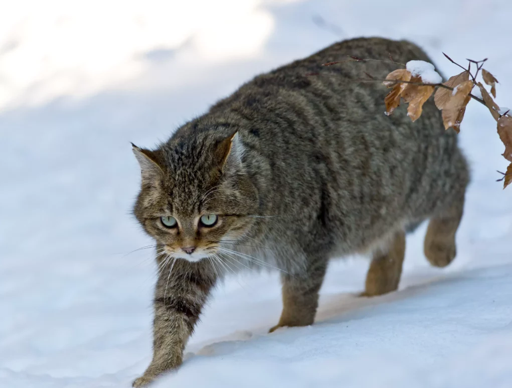 Photo in article by 5min.at: You can see a wild cat in the snow.