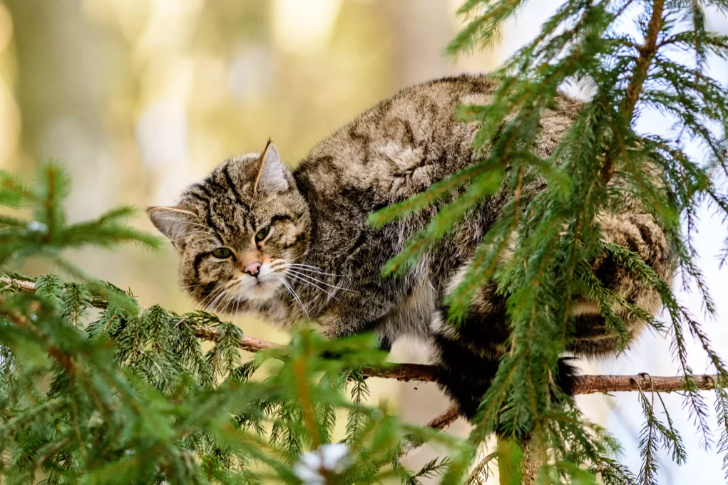 Photo in article by 5min.at: You can see a wild cat on a tree.