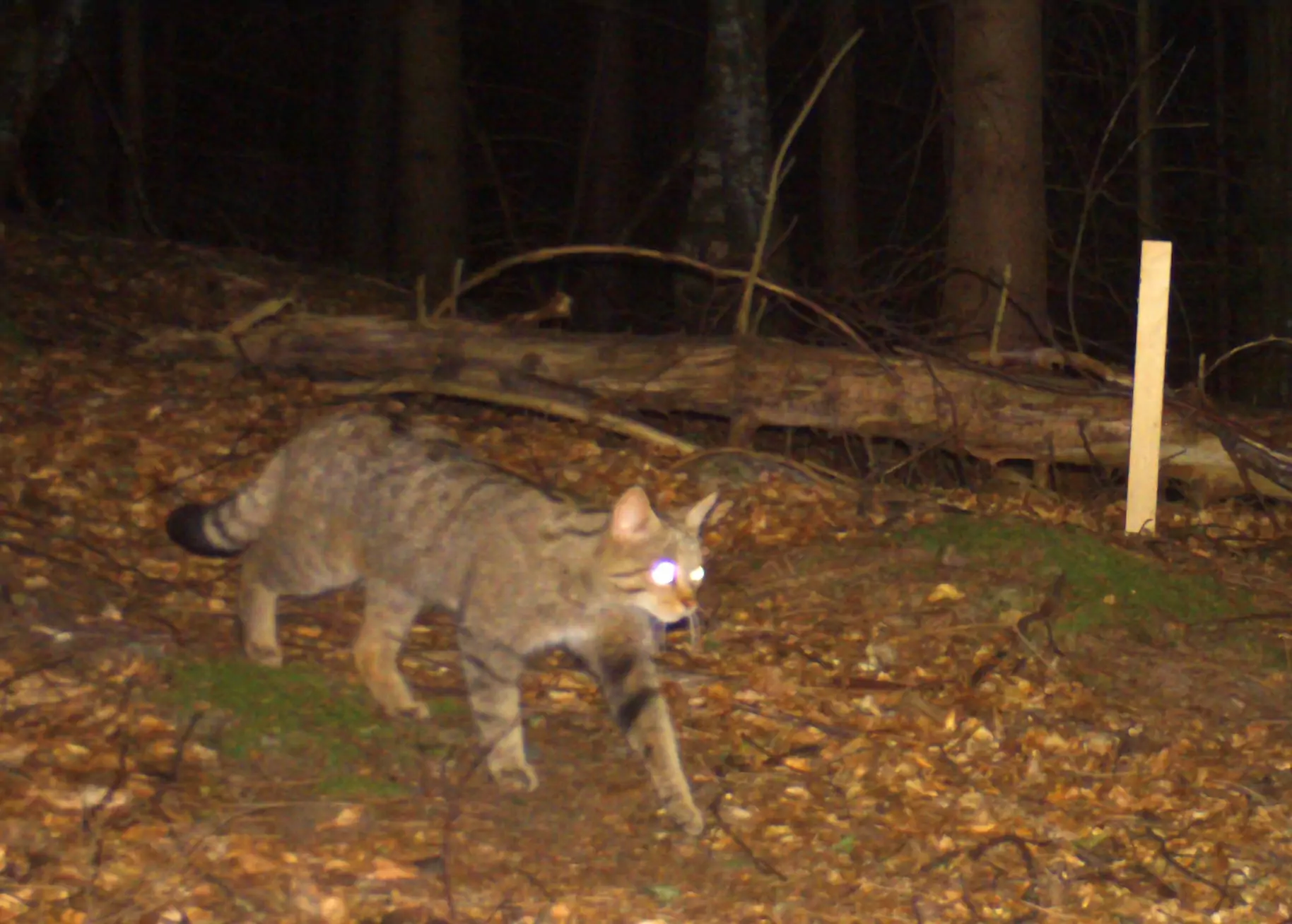 Foto in Beitrag von 5min.at: Zu sehen ist die Wildkatze, die in Hermagor in eine Fotofalle getappt ist.
