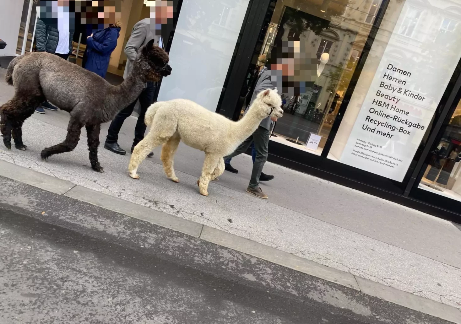 Bild auf 5min.at zeigt Lamas in der Grazer Innenstadt.