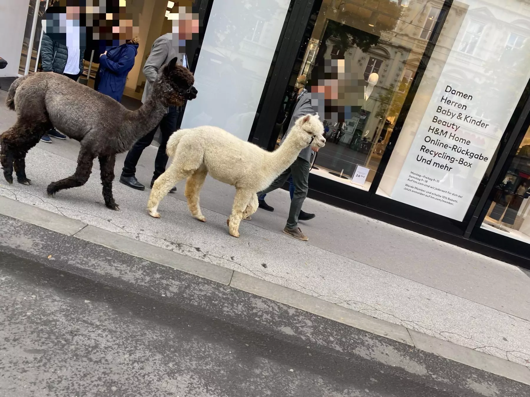 Bild auf 5min.at zeigt Lamas in der Grazer Innenstadt.
