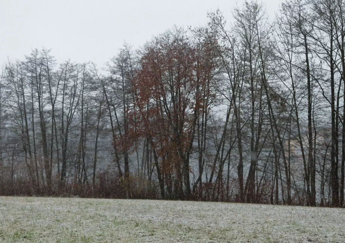 Ein Bild auf 5min.at zeigt den Blick auf den St. Leonharder See in Villach. Er liegt versteckt hinter einer Baumreihe, die Wiese ist leicht angezuckert von Schnee.