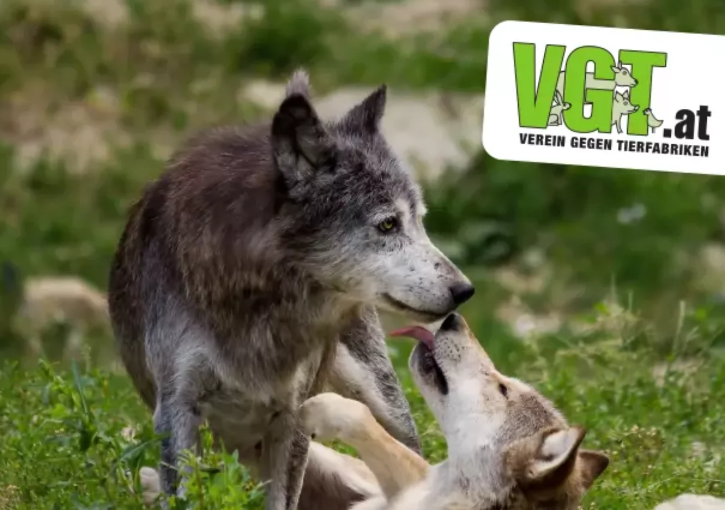 Tierschützer wollen Angst vor Wölfen mit Plakaten mindern