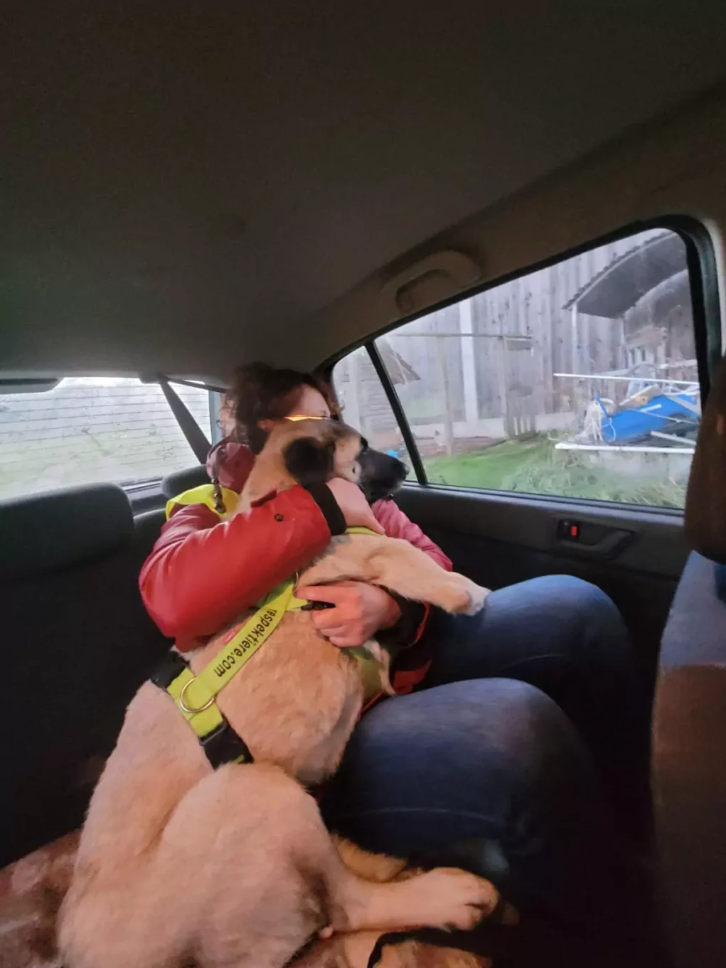 Foto auf 5min.at zeigt einen Hund auf der Rückbank eines Autos, umarmt von einer Frau.