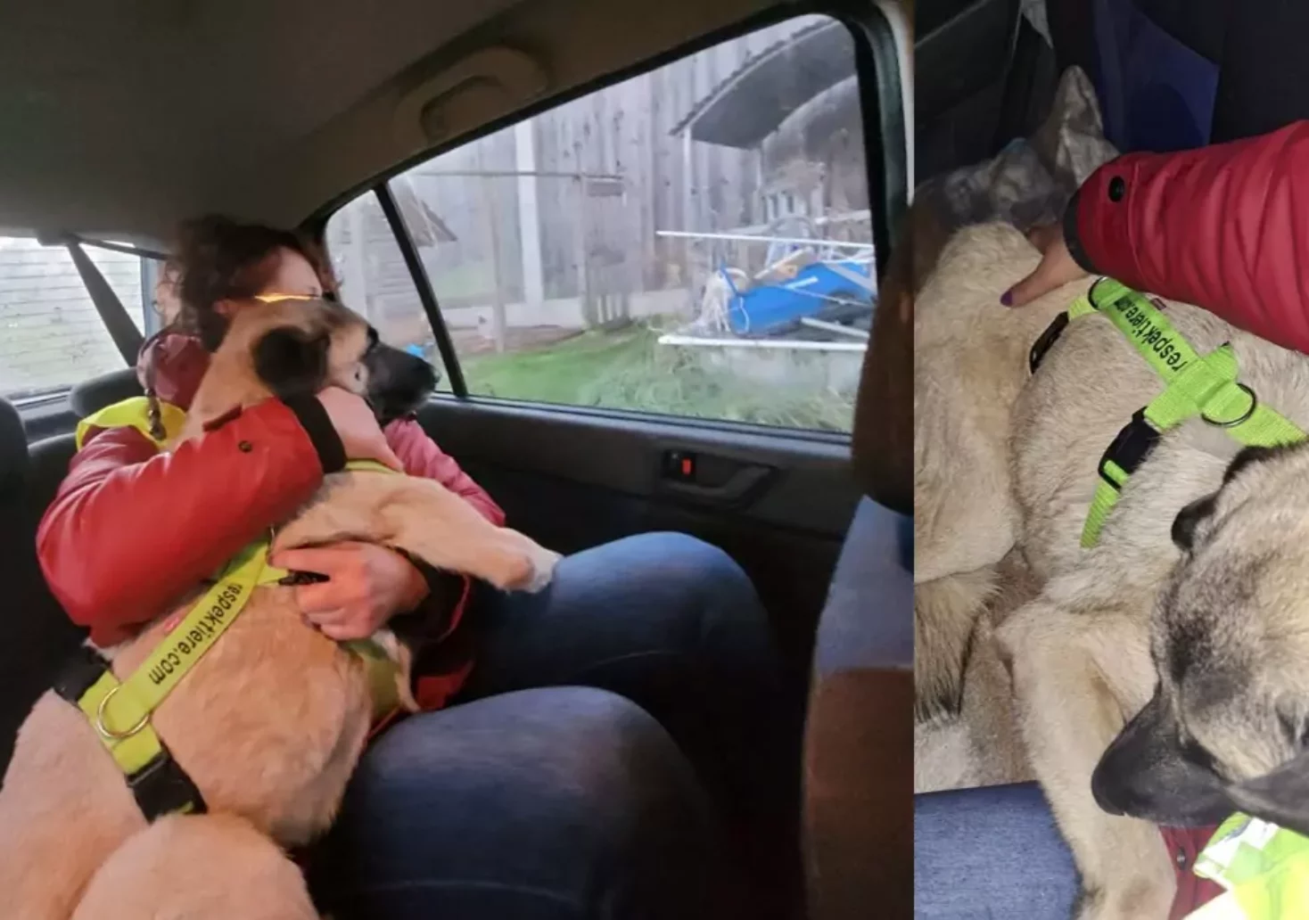 Fotomontage auf 5min.at zeigt Bilder von einen Hund auf der Rückbank eines Autos, umarmt von einer Frau.