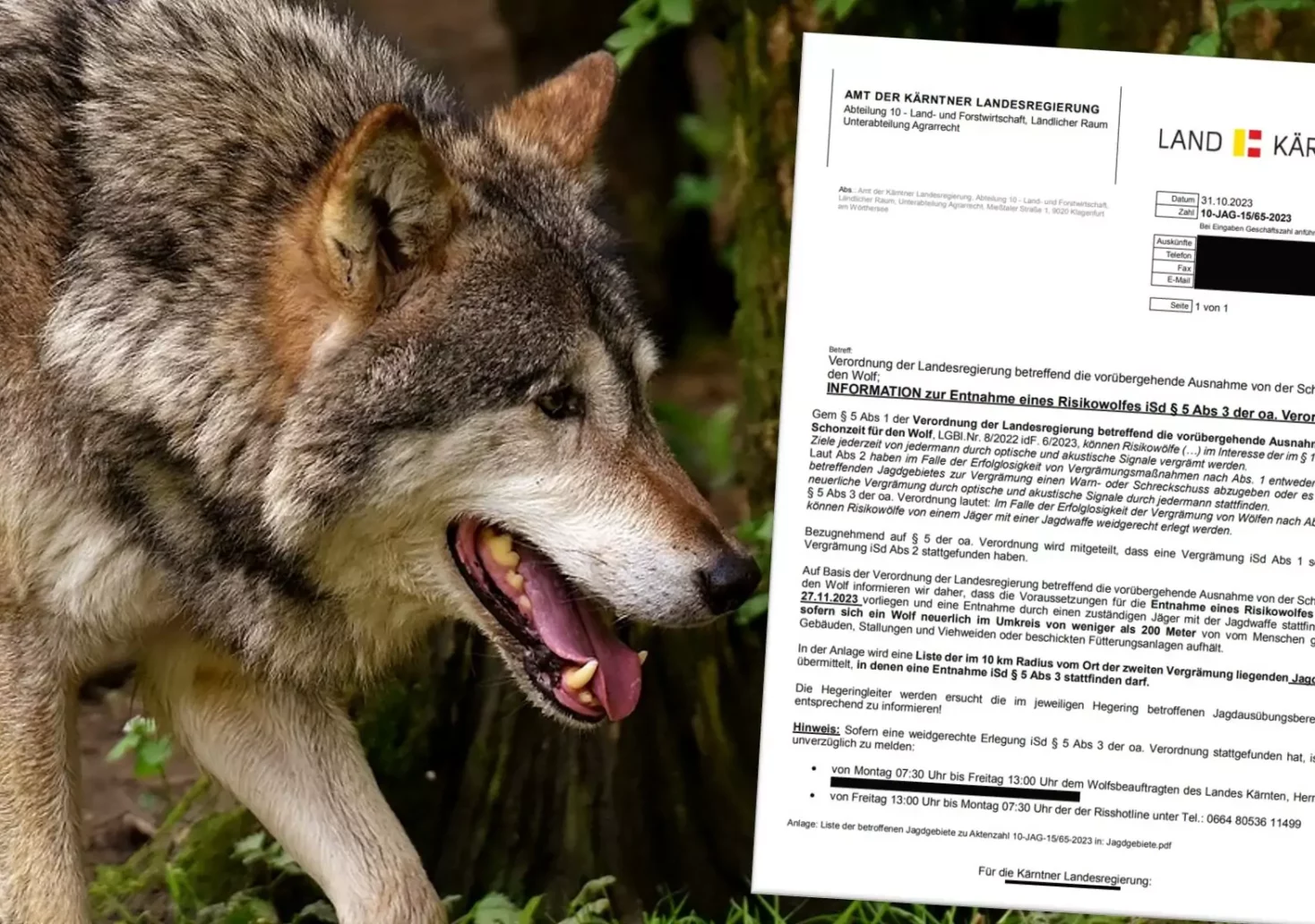 Eine Bildmontage auf 5min.at zeigt einen Wolf und die Verordnung der Landesregierung zur Entnahme eines Risikowolfes.
