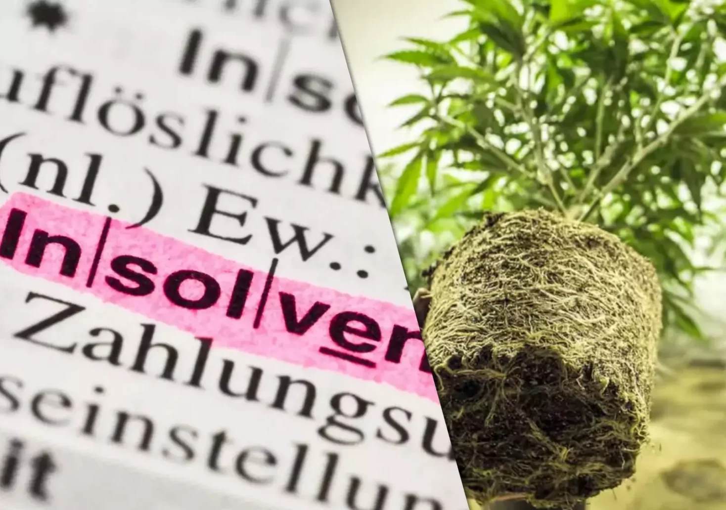 Ein Bild auf 5min.at zeigt links ein Wörterbuch, in dem das Wort Insolvenz pink hervorgehoben wurde und rechts eine Cannabispflanze.