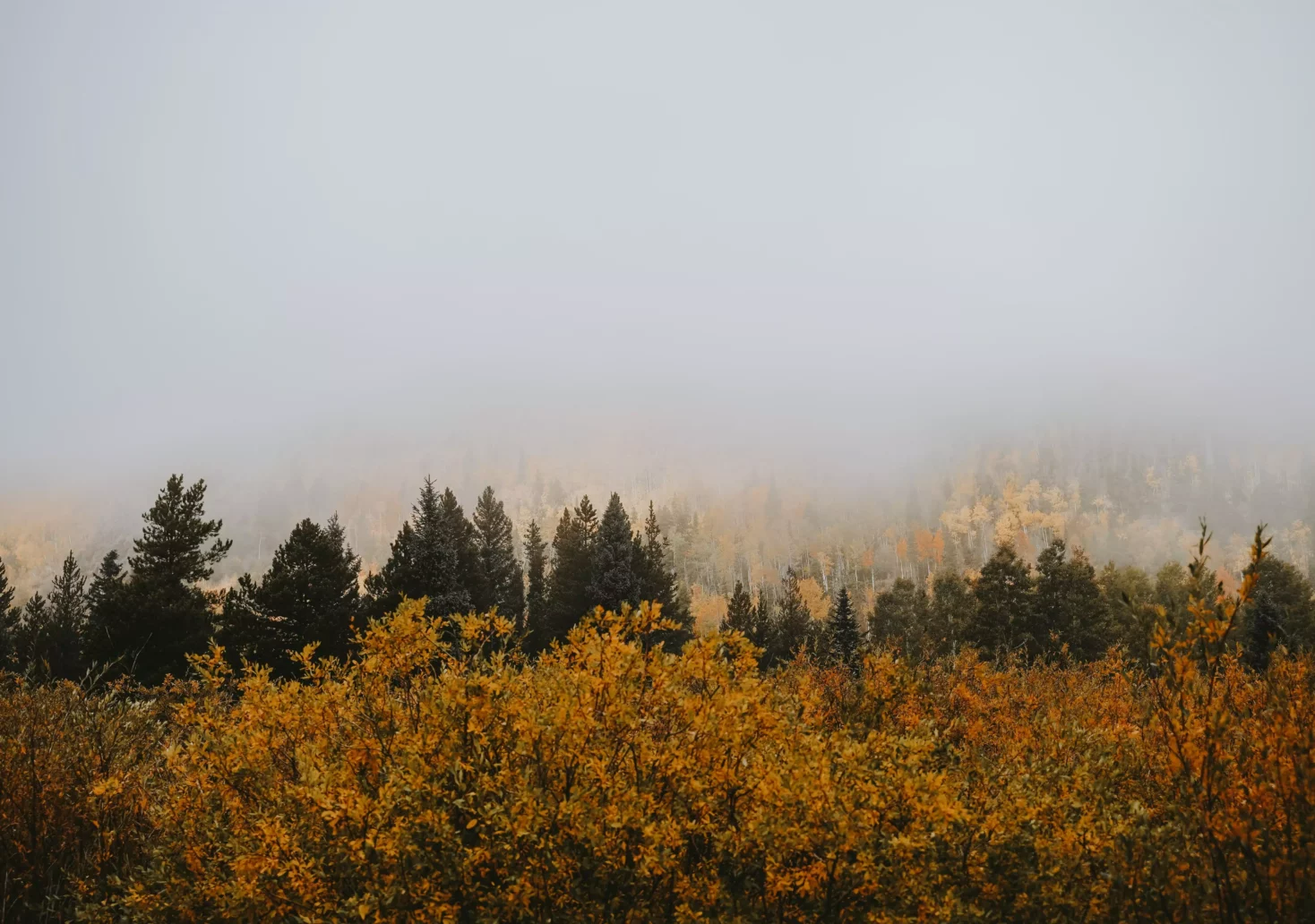 Ein Bild auf 5min.at zeigt einen Wald aus dem der Nebel aufsteigt.