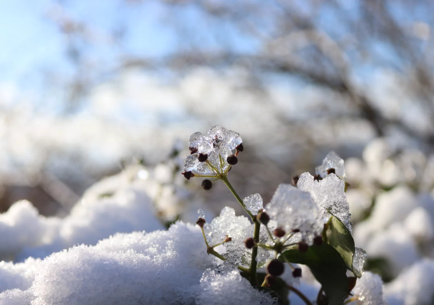 Ein Bild auf 5min.at zeigt eine Pflanze, die mit Eis überzogen ist. Rundeherum liegt Schnee.
