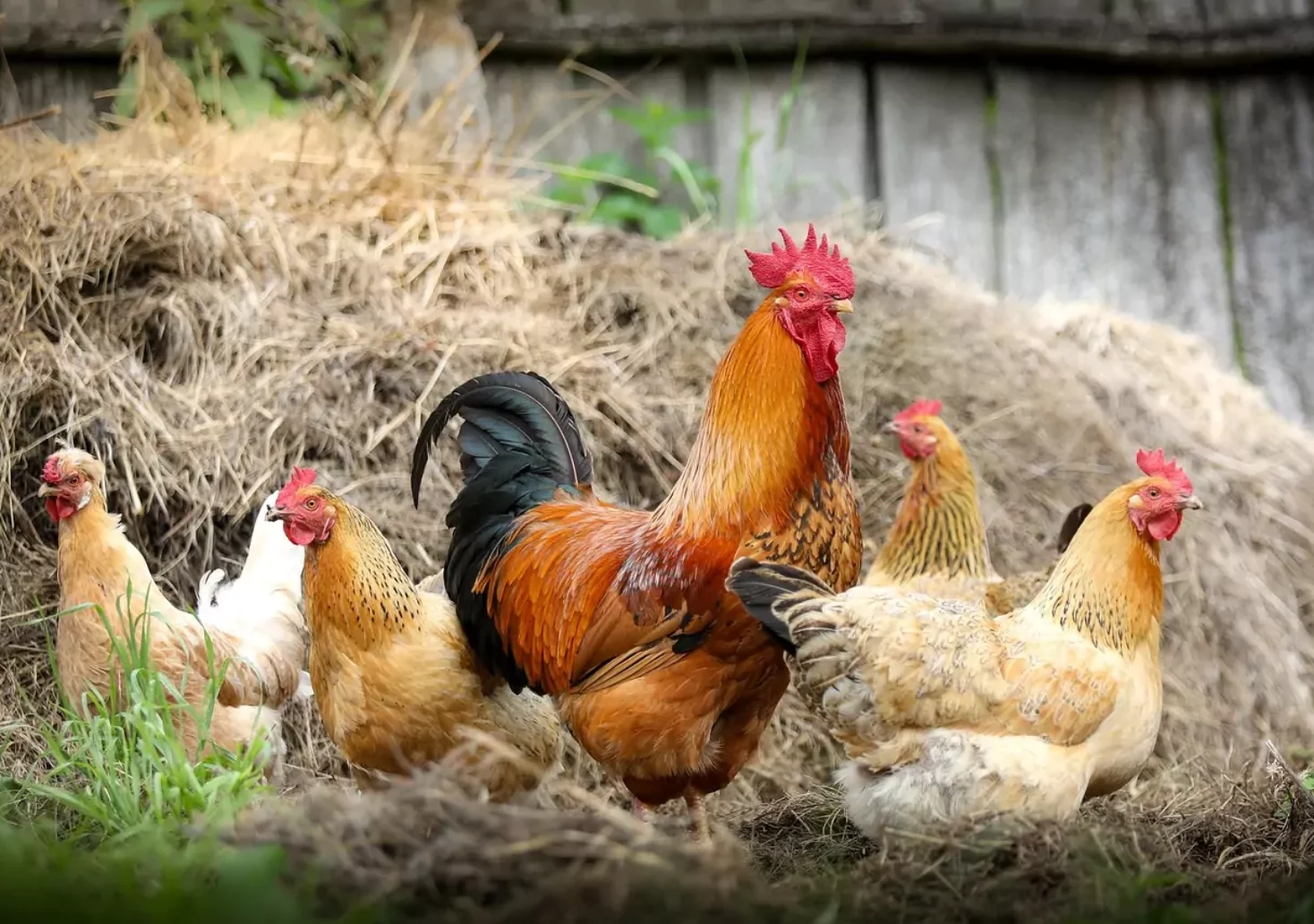Foto in Beitrag von 5min.at: Zu sehen sind mehrere Hühner und ein Hahn vor einem Heuhaufen.