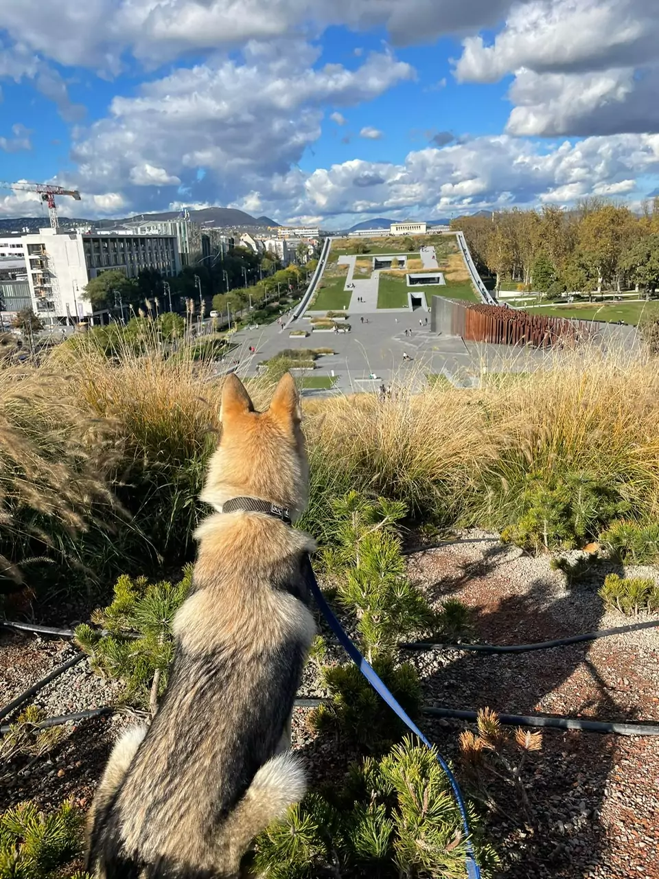 Freyja täuscht sogar Experten: „Sie wird oft mit einem Wolf verwechselt“