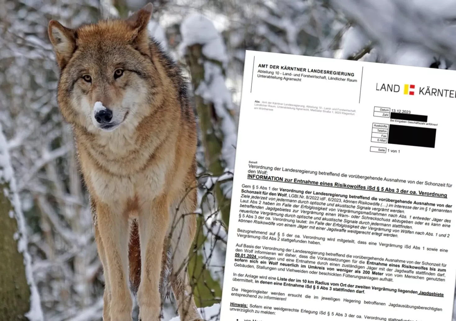Eine Bildmontage auf 5min.at zeigt die Wolfsverordnung und einen Wolf in einem verschneiten Wald.