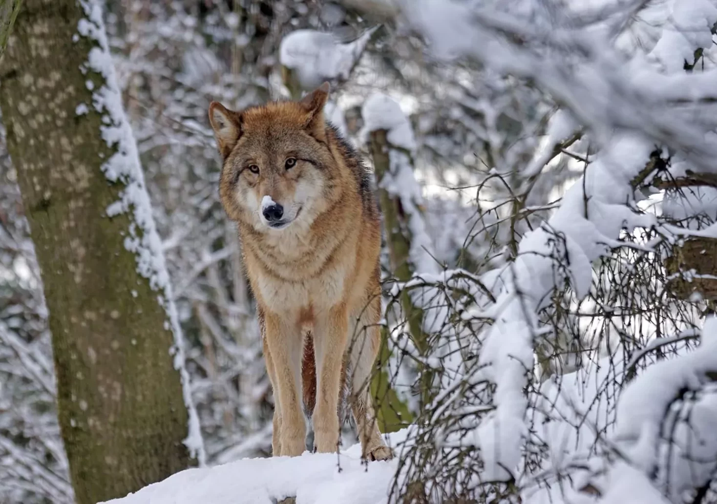 Ein Bild auf 5min.at zeigt einen Wolf in einem verschneiten Wald.