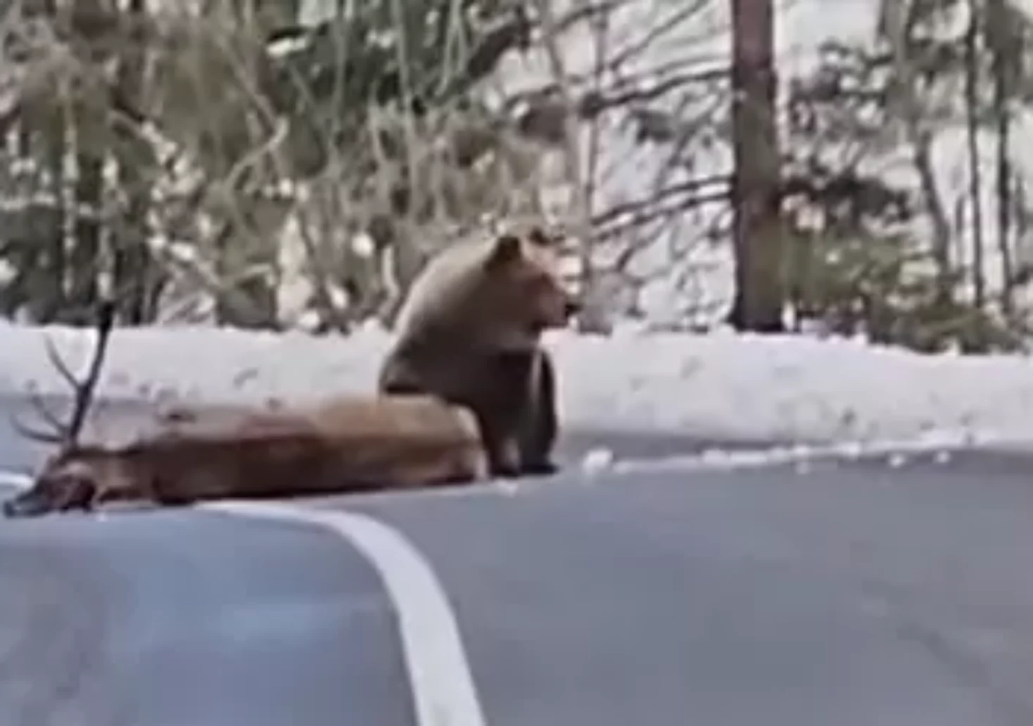 Foto in Beitrag von 5min.at: Zu sehen ist ein Bär, der einen Hirsch reißt.