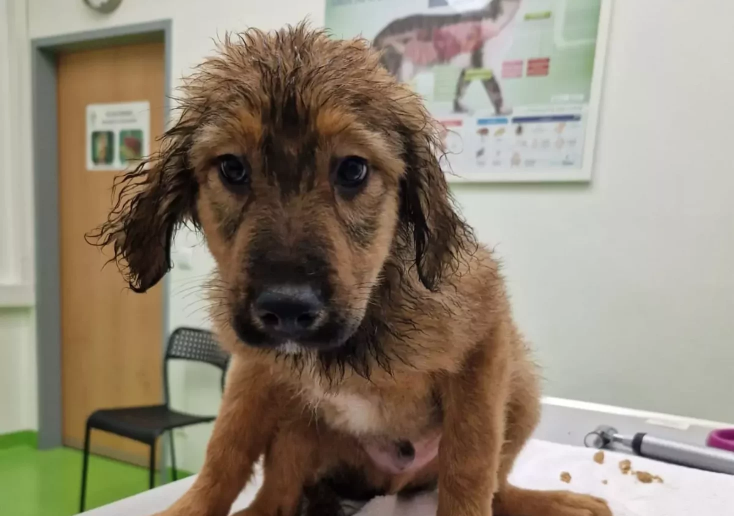 Hundefamilie vor Weihnachten ausgesetzt: Herzzerreißender Fund