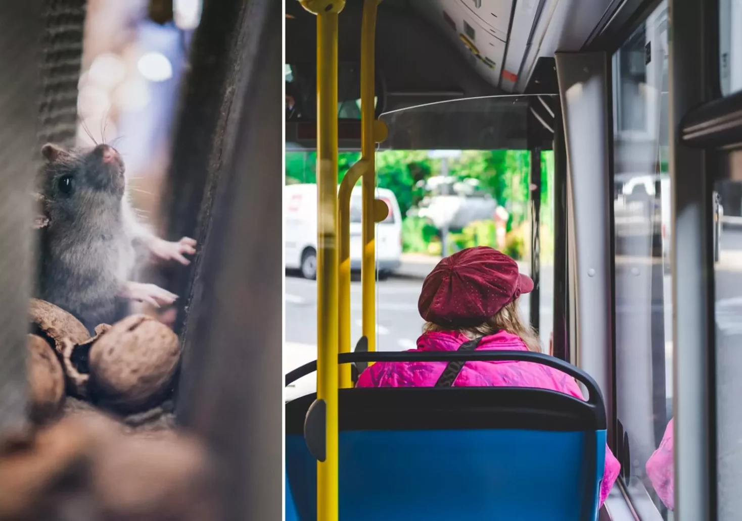 Eine Bildmontage auf 5min.at zeigt eine Ratte und einen Bus.