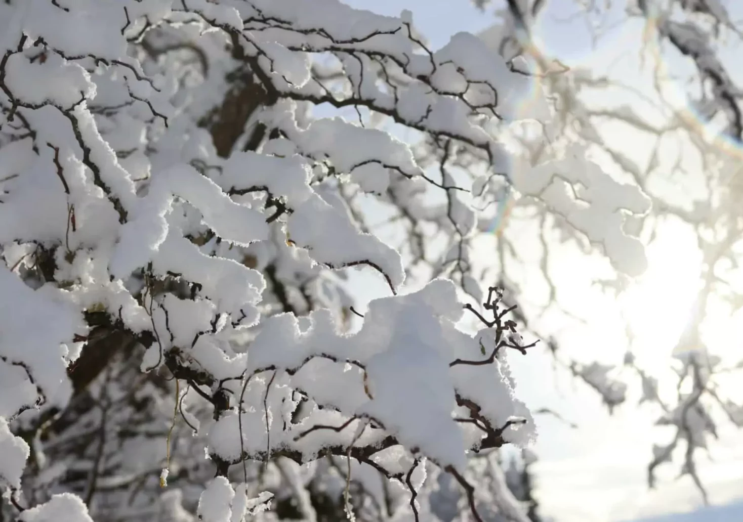 Ein Bild auf 5min.at zeigt verschneite Zweige.
