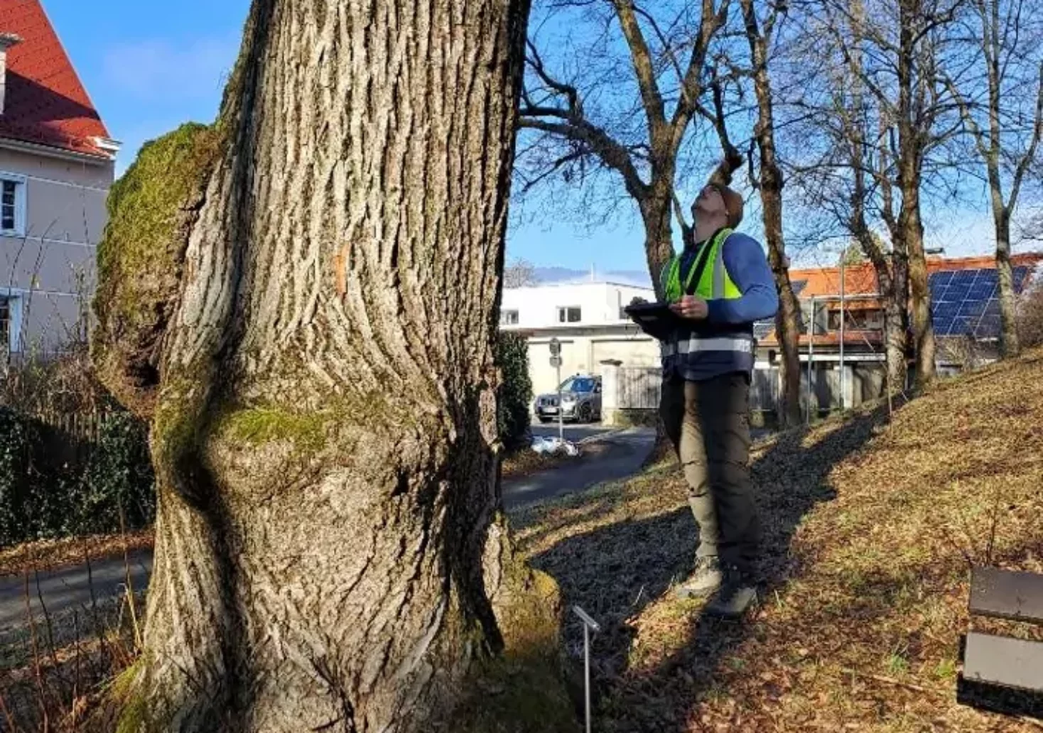 Ein Bild auf 5min.at zeigt einen Mitarbeiter des Villacher Baummanagements beim Durchchecken eines Baumes.