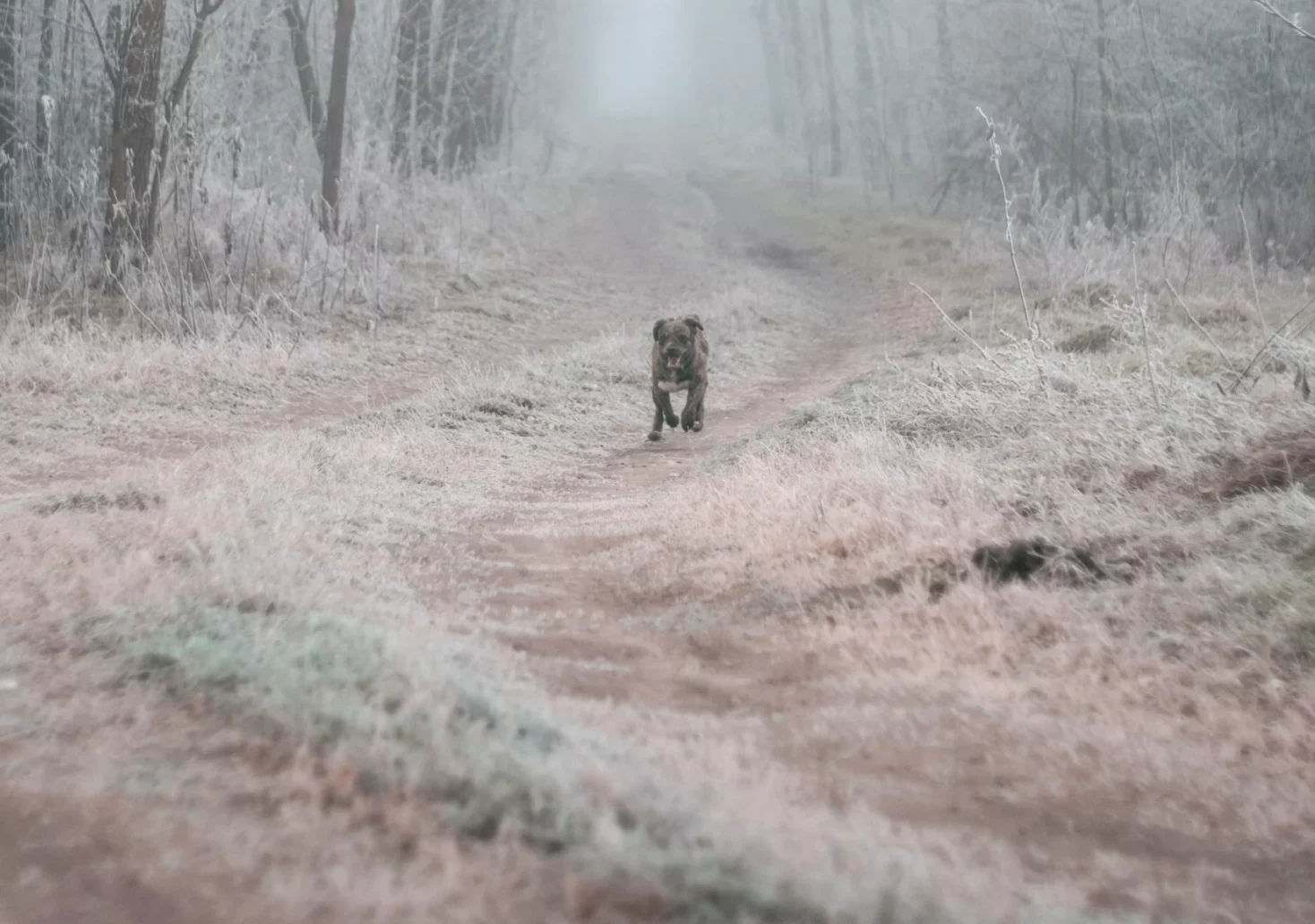 Bild auf 5min.at zeigt einen Hund im Wald