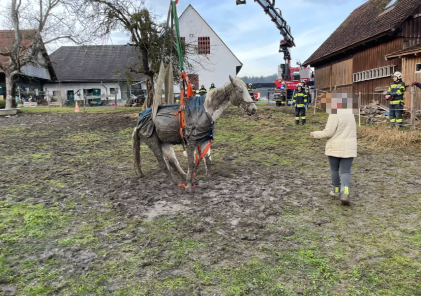 Bild auf 5min.at zeigt Florianis der FF Markt Groß St. Florian wie sie ein Pferd retten.