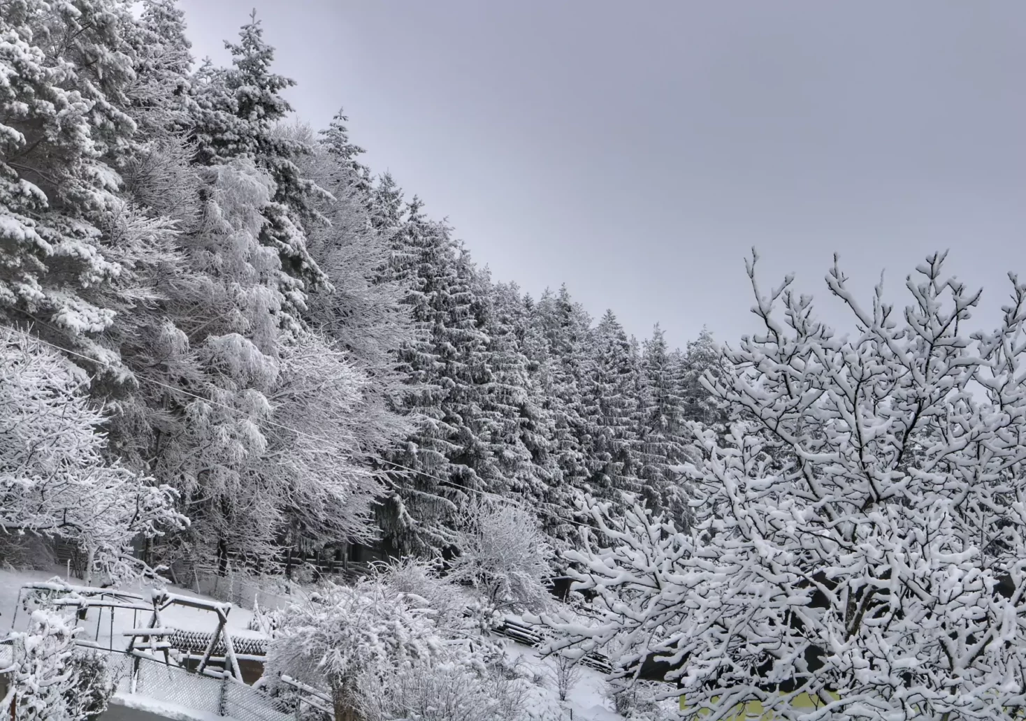 Foto auf 5min.at zeigt einen verschneiten Wald.