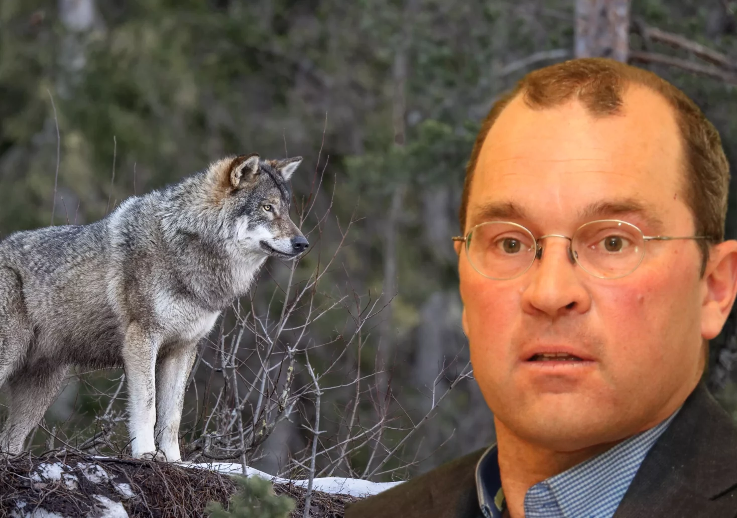 Eine Bildmontage auf 5min.at zeigt einen Wolf und den Biologen Marcel Züger.