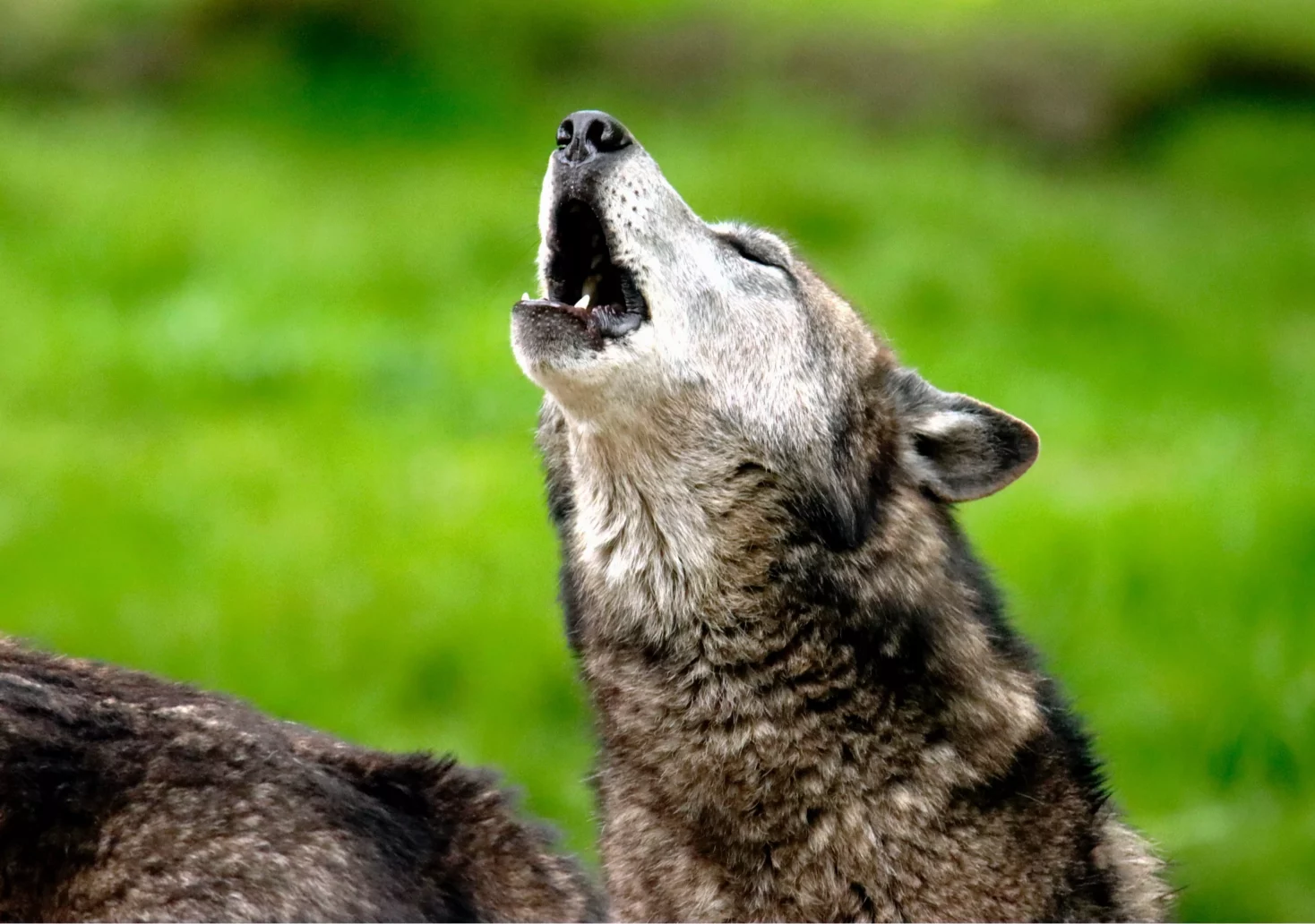 Ein Bild auf 5min.at zeigt einen heulenden Wolf.